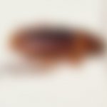 German Cockroach