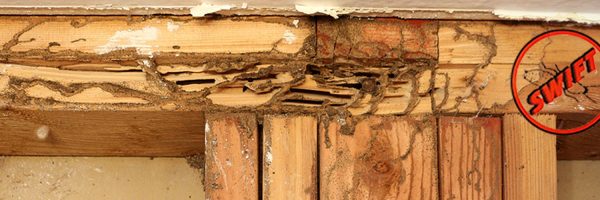 Mud tubules and tracks of subterranean termites on exposed studs in wall.