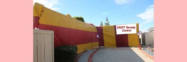 House tented for Termites and bugs. room for your text on blank