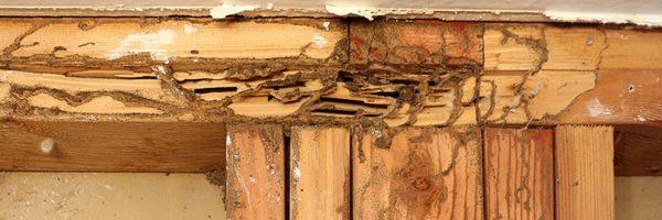 Mud tubules and tracks of subterranean termites on exposed studs in wall.